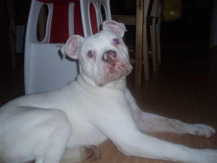 Amerikansk bulldog Abo`s Jens Banke billede 9