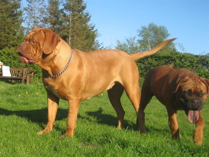 Dogue de bordeaux J'adore - ..lidt utilfreds med, at der bliver gravet i haven!  billede 9