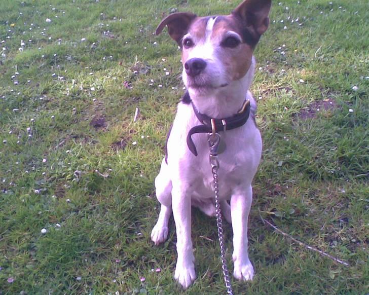 Jack russell terrier | Ubjergs Asterix  billede 20