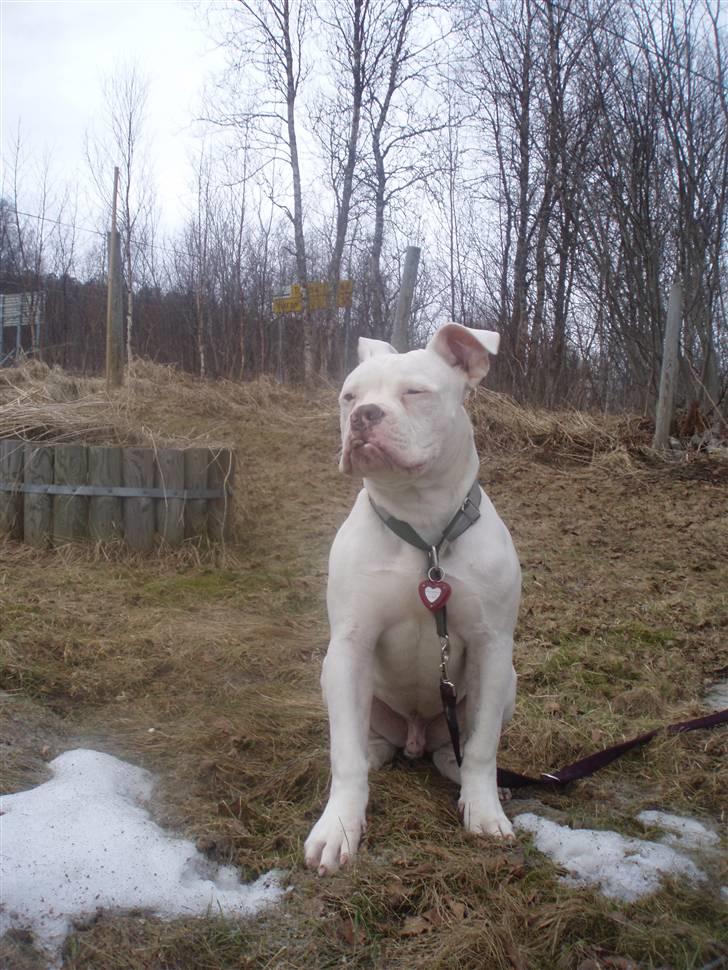 Amerikansk bulldog Abo`s Jens Banke billede 10
