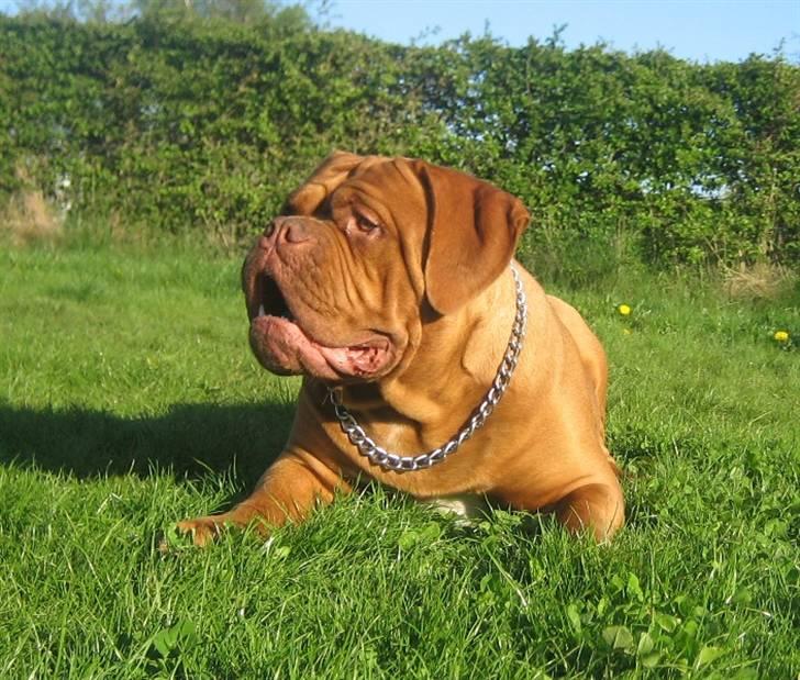Dogue de bordeaux J'adore - MEGET fræk her... billede 10