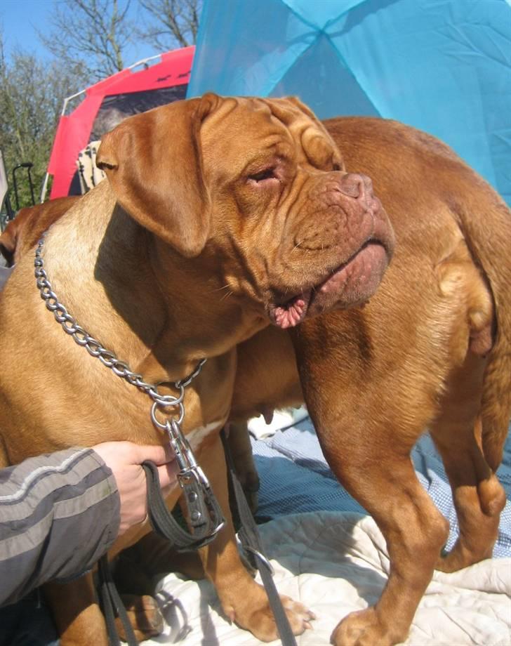 Dogue de bordeaux J'adore - J´adore er en ivrig tilskuer (Hedensted hundeudstilling) billede 12