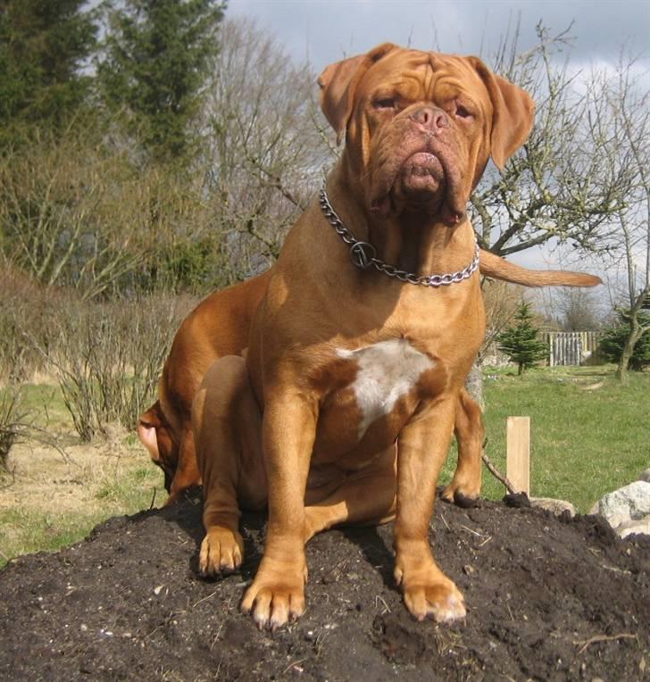 Dogue de bordeaux J'adore - På sin elskede jordbunke billede 13