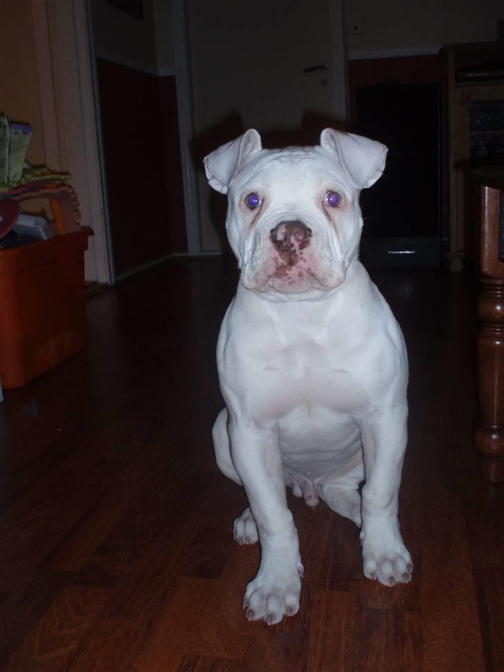Amerikansk bulldog Abo`s Jens Banke billede 11