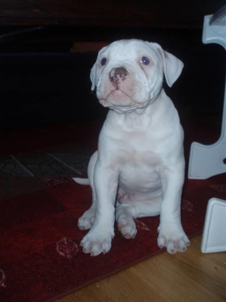Amerikansk bulldog Abo`s Jens Banke billede 12