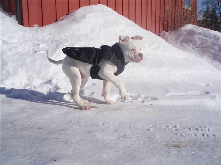 Amerikansk bulldog Abo`s Jens Banke billede 13