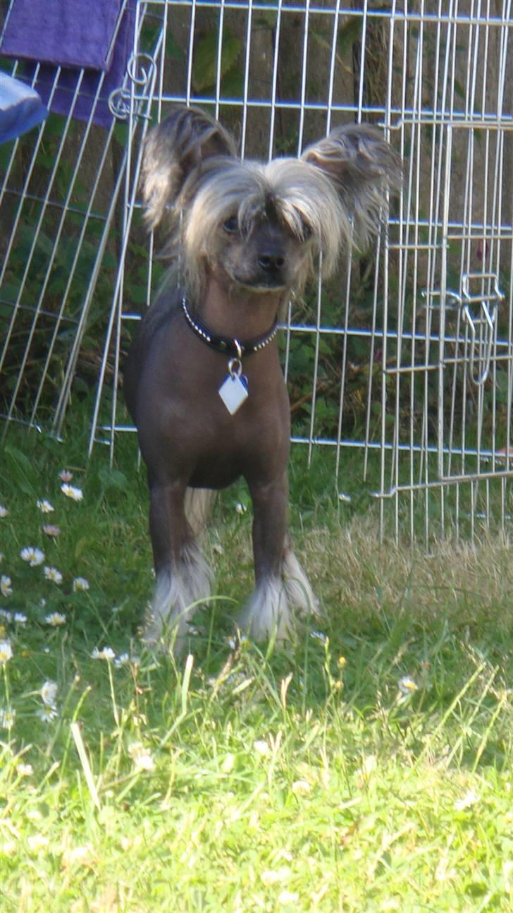 Chinese crested hårløs Capone *Solgt* - Kigger bare lige billede 3
