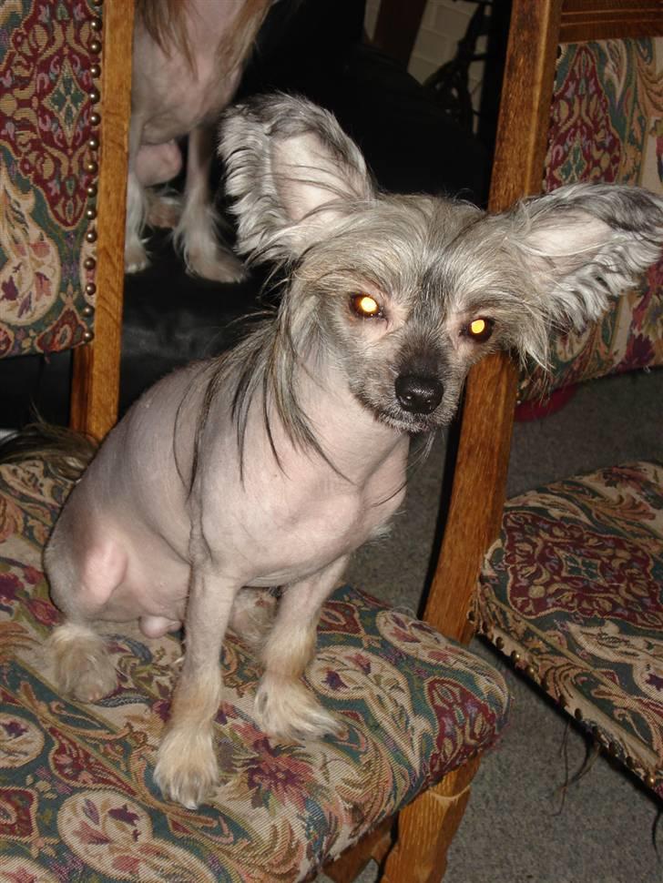 Chinese crested hårløs Capone *Solgt* - Hvorfor?! billede 4