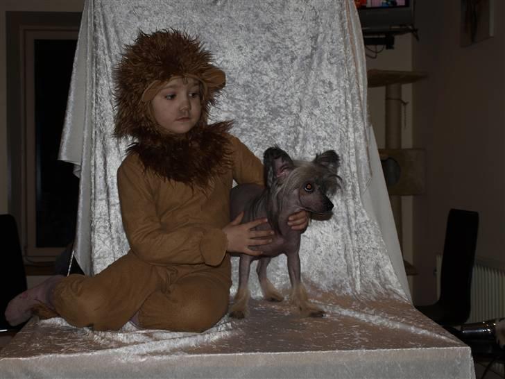 Chinese crested hårløs Capone *Solgt* - Sheila og mig billede 5