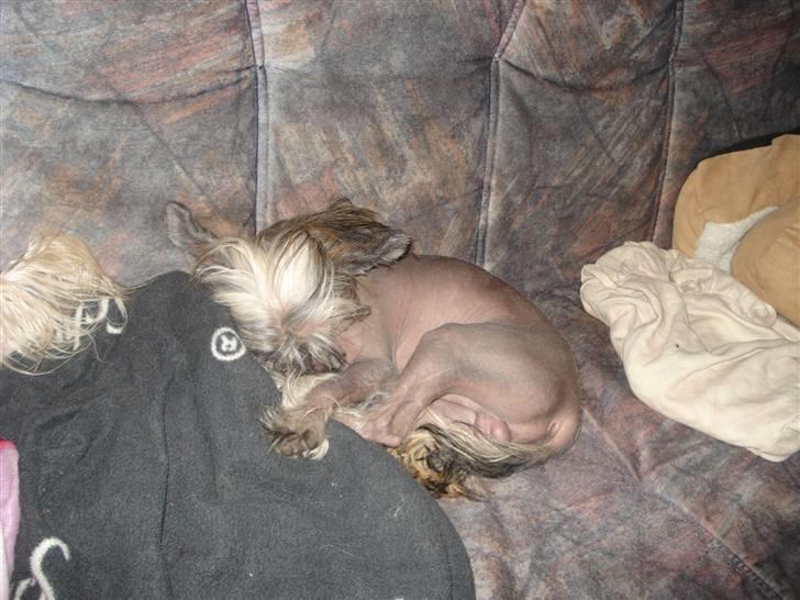 Chinese crested hårløs Capone *Solgt* - Jeg sover lige billede 6
