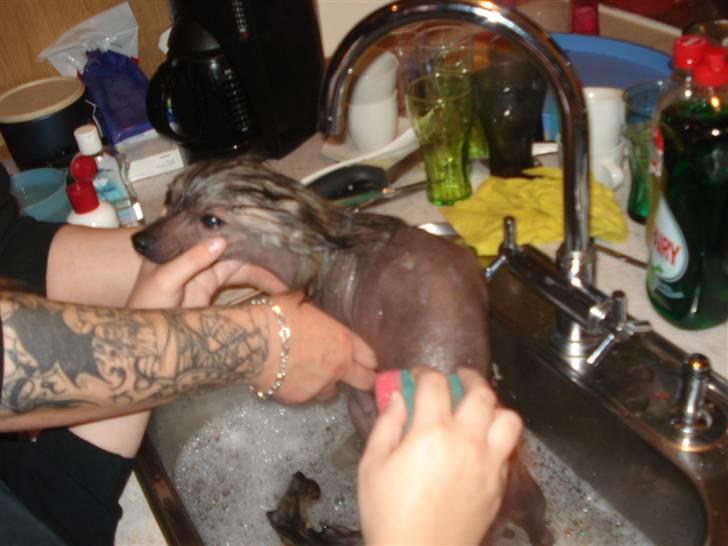 Chinese crested hårløs Capone *Solgt* - I bad dagen før udstillingen billede 7