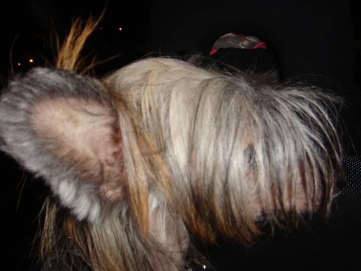 Chinese crested hårløs Capone *Solgt* - Se mit lange pande hår billede 8