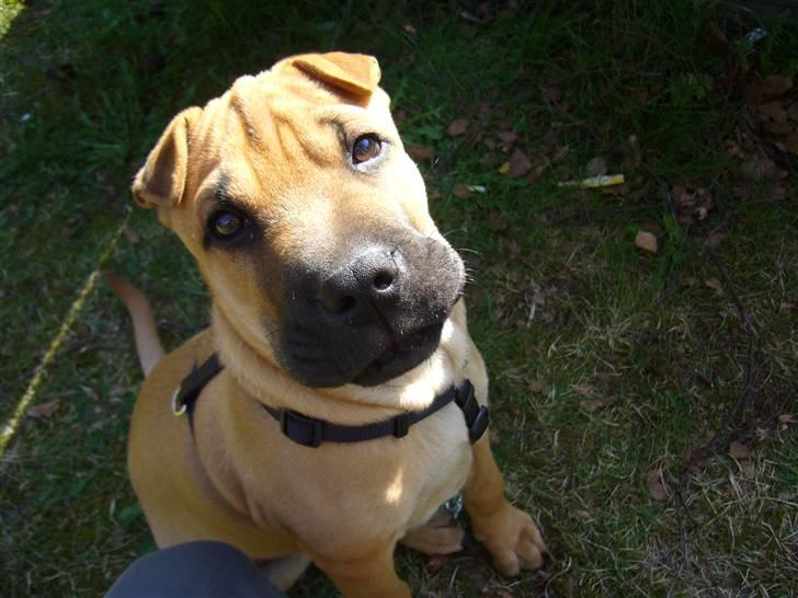 Blanding af racer Jumper - Halløj næsten 4mdr billede 1