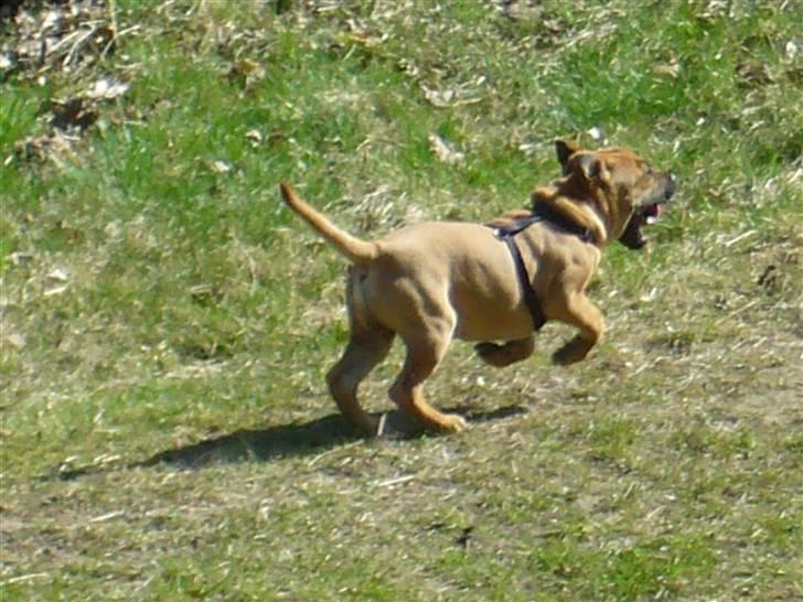 Blanding af racer Jumper - uhh det skøøøøøntttttt billede 2