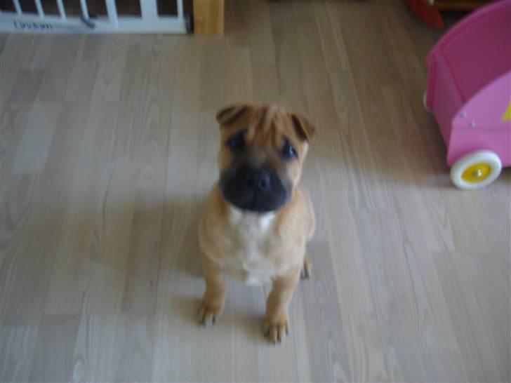 Blanding af racer Jumper billede 3