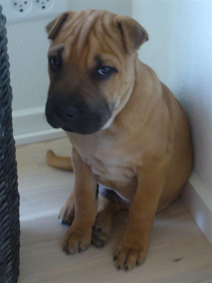 Blanding af racer Jumper - Jaa lidt genert er man vel altid :) billede 4