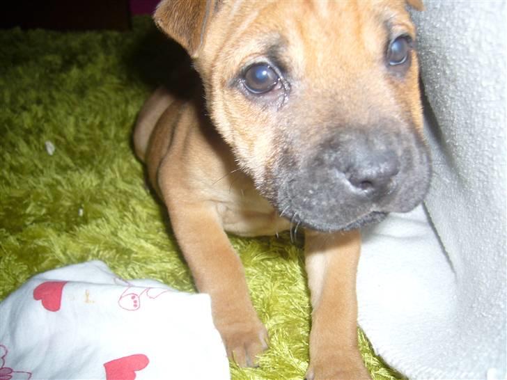 Blanding af racer Jumper - et par dage efter jeg kom hjem til min nye familie billede 5