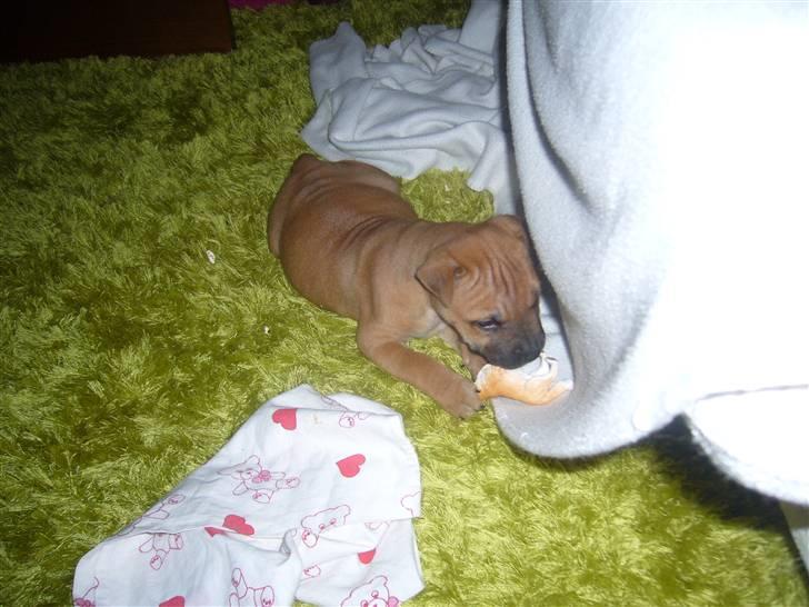 Blanding af racer Jumper billede 7