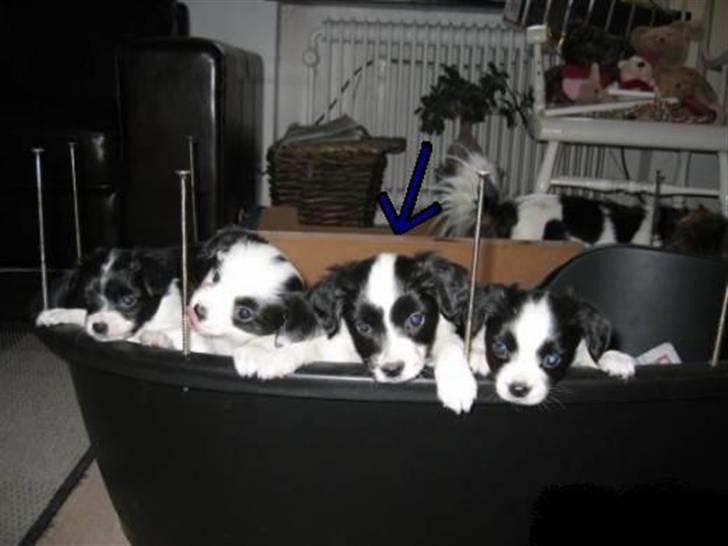 Blanding af racer Bixy Pixi - Der sidder jeg sammen med mine brødre og min søster. :) billede 9