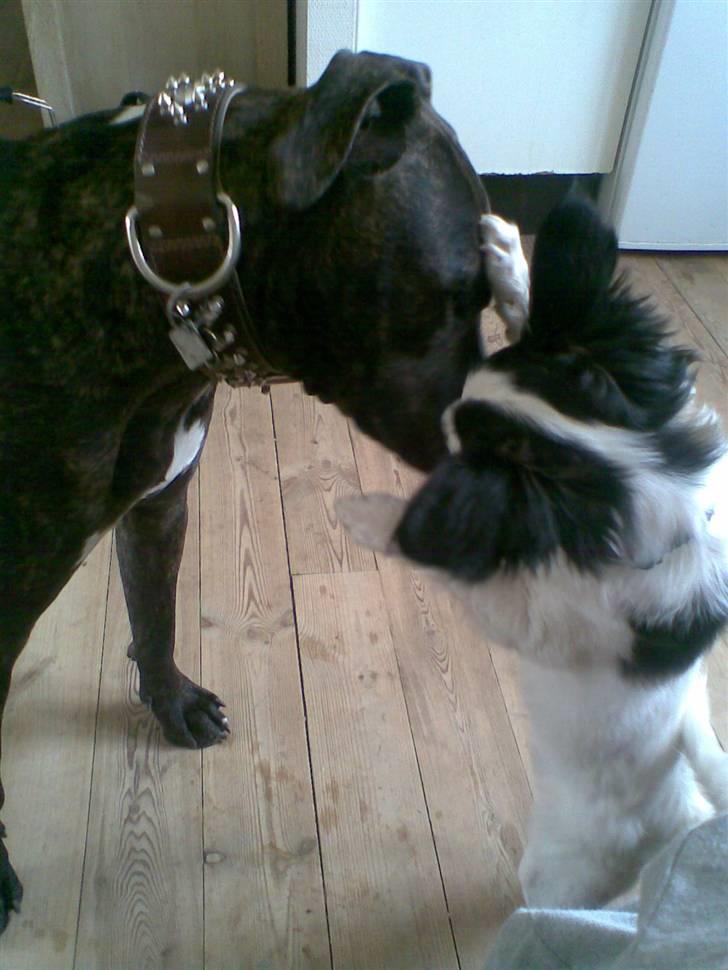 Blanding af racer Bixy Pixi - Elsker at lege med Loco. Han er stor, men jeg kan stadig banke ham. ;) billede 10