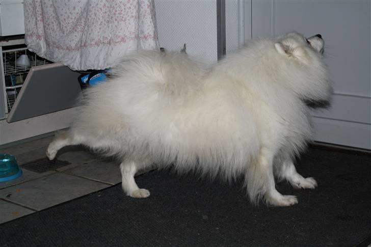 Japansk spids Malik - lige vågnet billede 19