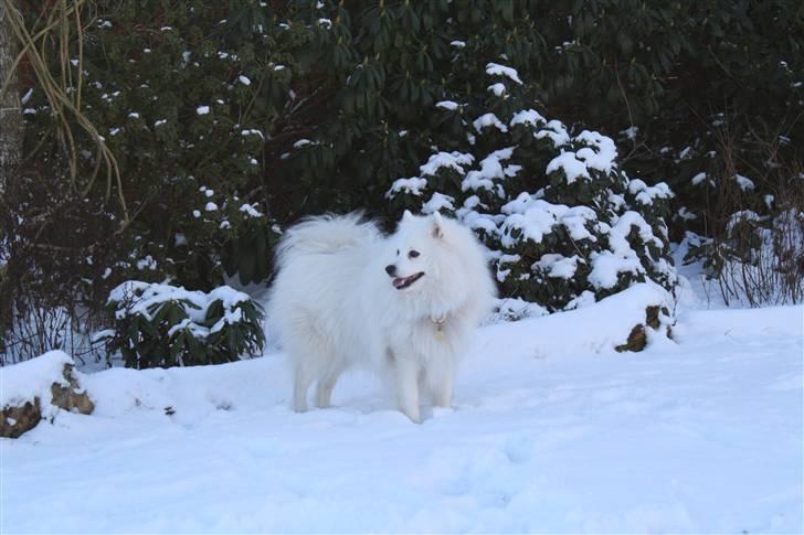 Japansk spids Malik - Så smuk han er ude i sneen billede 20