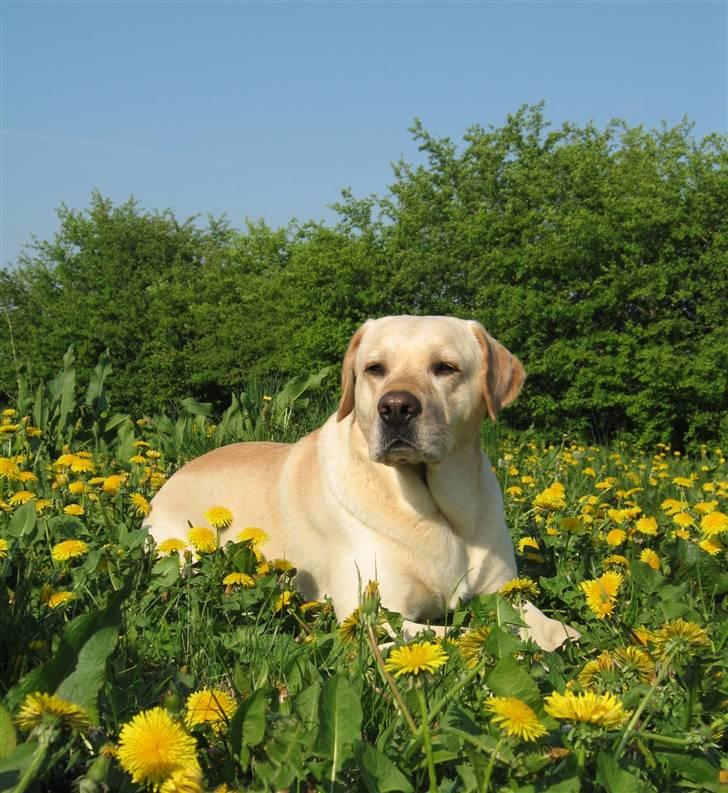 Labrador retriever Max billede 19