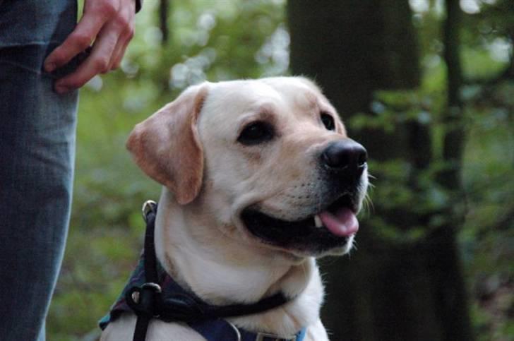 Labrador retriever Max billede 20