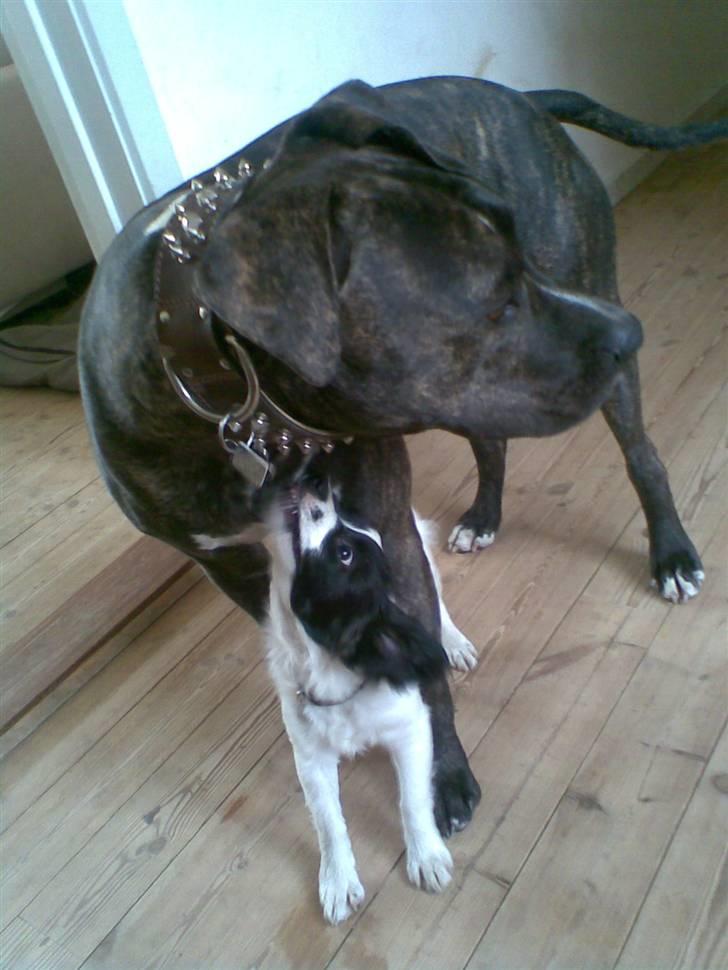 Blanding af racer Bixy Pixi - Og når jeg siger banke, så mener jeg bide lidt i ham.. ;) billede 11