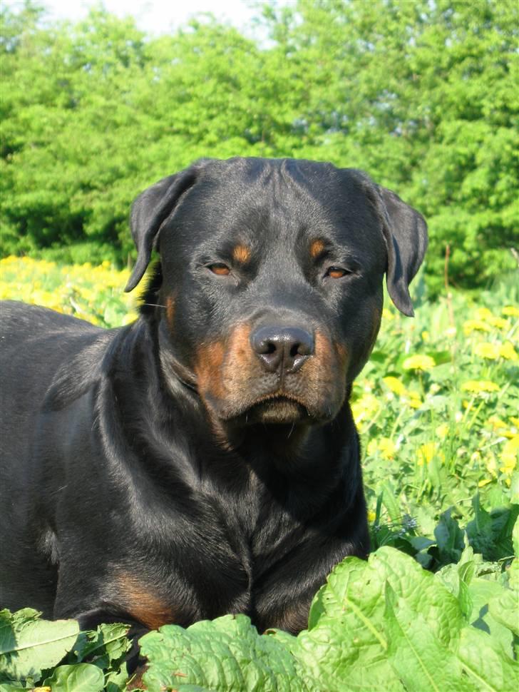 Rottweiler Spike billede 18