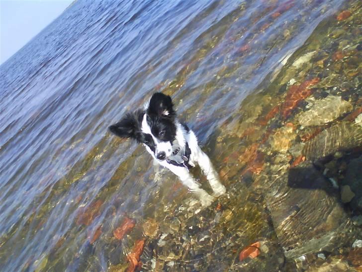 Blanding af racer Bixy Pixi - Min første tur i vandet nede ved havnen.. Koldt men ELSKER vand! :D billede 12