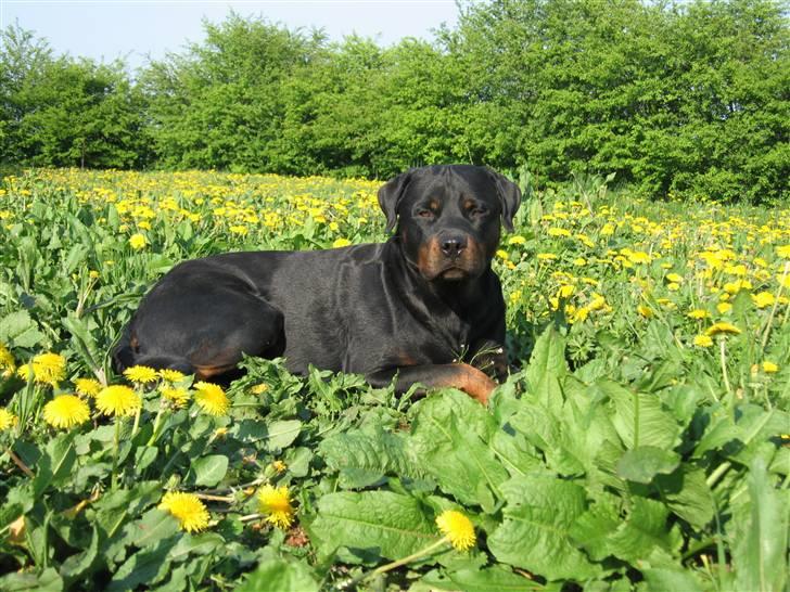 Rottweiler Spike billede 19