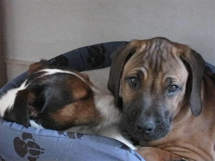 Rhodesian ridgeback Zazu Tigereye  - Velkommen til Zazu´s profil. Her får han lige et lille mys <33 billede 1