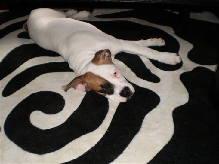 Amerikansk bulldog Ginga Ny stjerne på himlen<3 billede 5