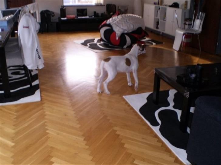 Amerikansk bulldog Ginga Ny stjerne på himlen<3 billede 6