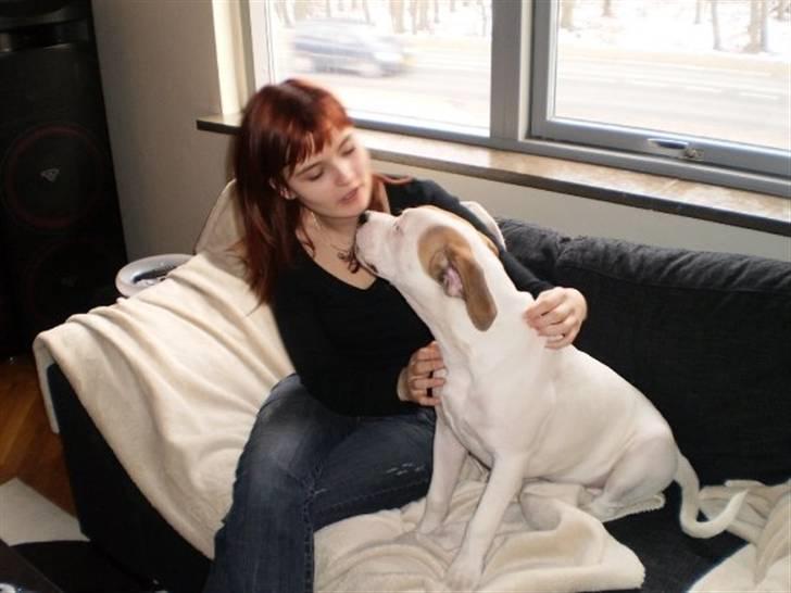 Amerikansk bulldog Ginga Ny stjerne på himlen<3 billede 7