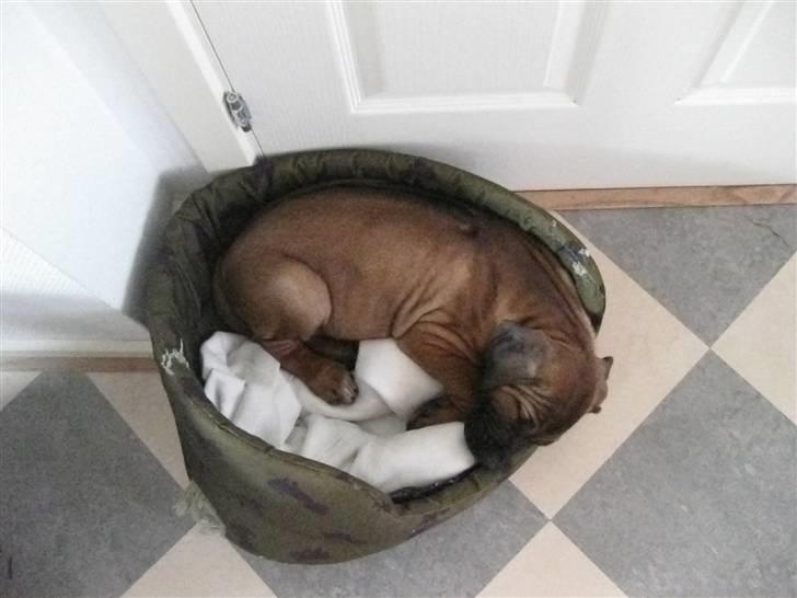 Rhodesian ridgeback Zazu Tigereye  - Lidt lille kurv. Elsker dig skat <333 billede 2