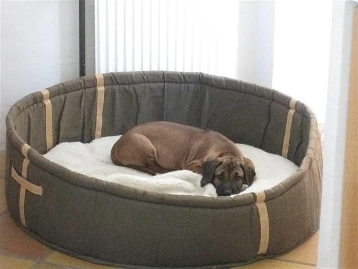 Rhodesian ridgeback Zazu Tigereye  - Ja og så meget stor kurv. He he. billede 3