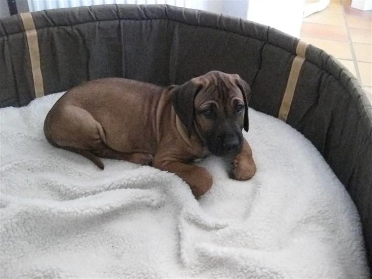 Rhodesian ridgeback Zazu Tigereye  - Du tar dig bare en slapper ;o) billede 4