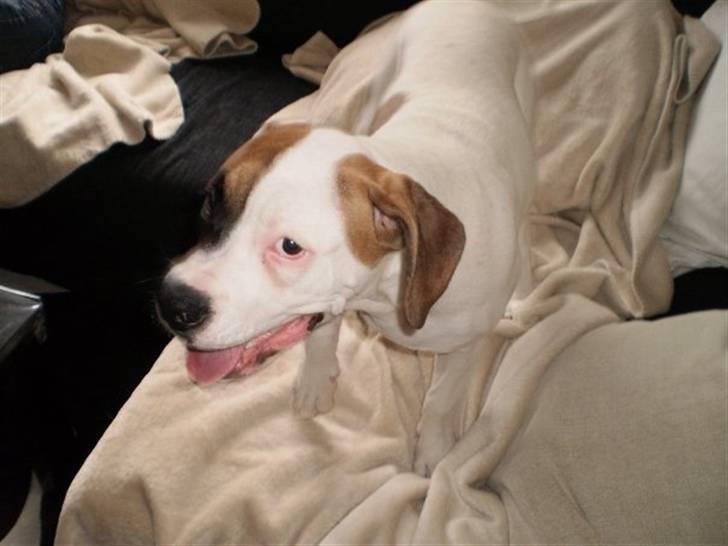 Amerikansk bulldog Ginga Ny stjerne på himlen<3 billede 8