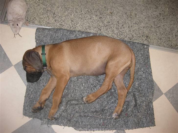 Rhodesian ridgeback Zazu Tigereye  - Rotten sniger sig ind på dig Zazu. billede 5