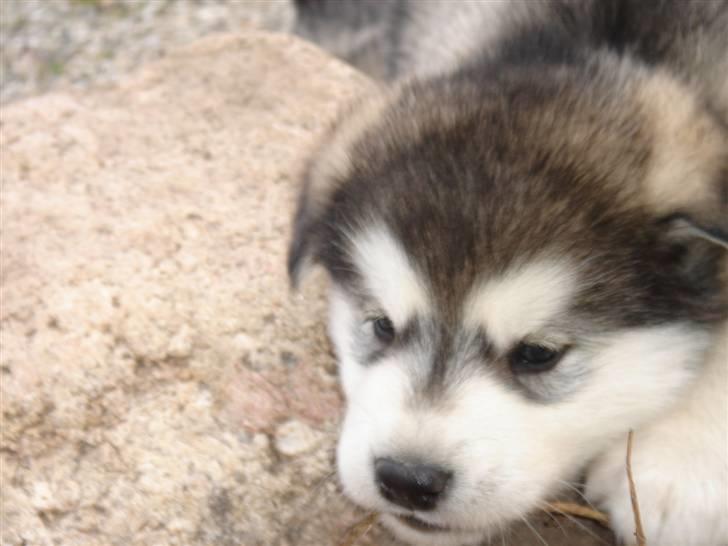 Alaskan malamute Chago billede 6