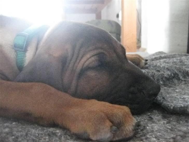 Rhodesian ridgeback Zazu Tigereye  - Sådan ser han ud når han har været ude hele dagen ;o) billede 6