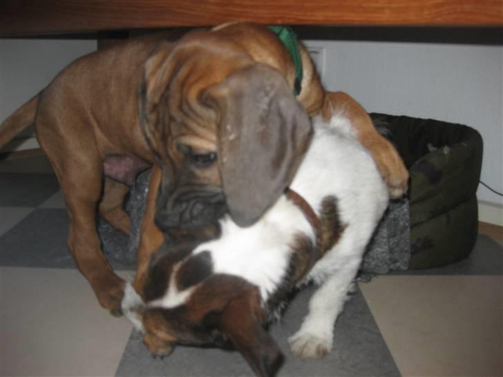 Rhodesian ridgeback Zazu Tigereye  - Mille skal have tæsk. billede 7