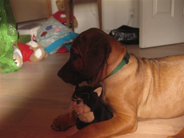 Rhodesian ridgeback Zazu Tigereye  - Zazu hvor er katten´s øjne? billede 8