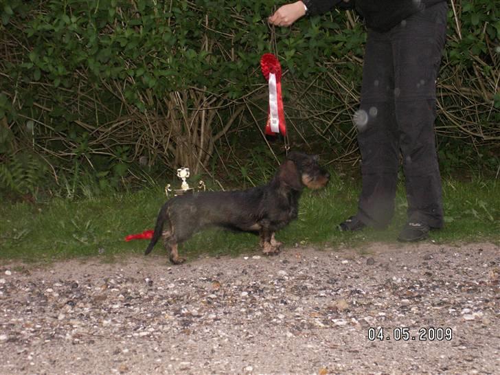 Gravhund Alma - BIS1 hvalp billede 6