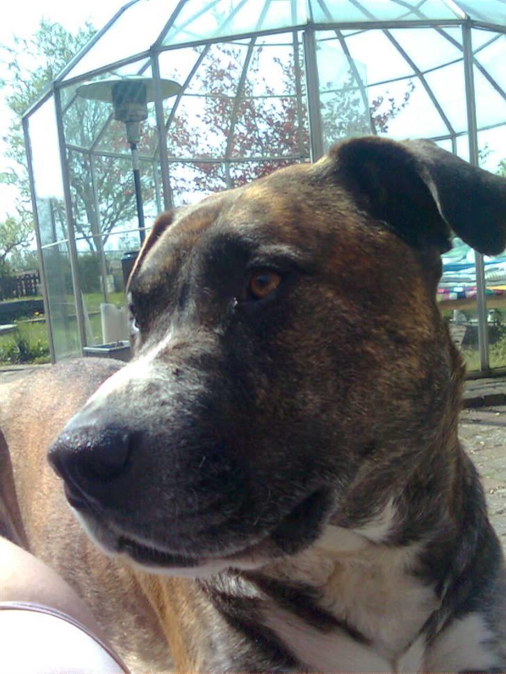 Blanding af racer Charlie R.I.P billede 1