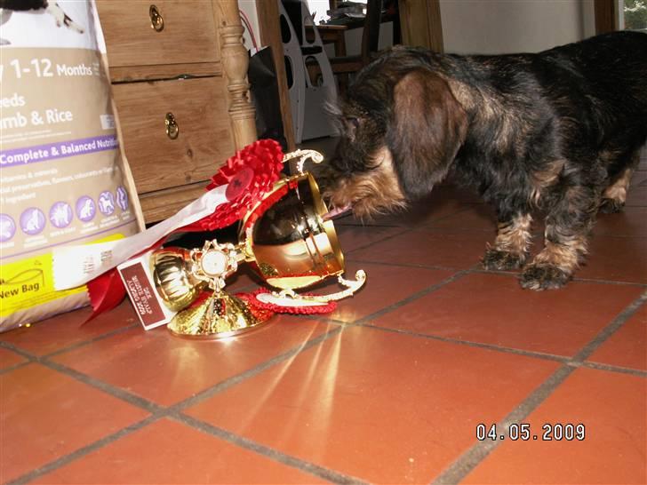 Gravhund Alma - Alma´s nye, fine madskål;o) billede 7