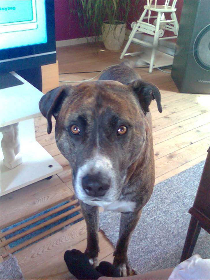 Blanding af racer Charlie R.I.P billede 2