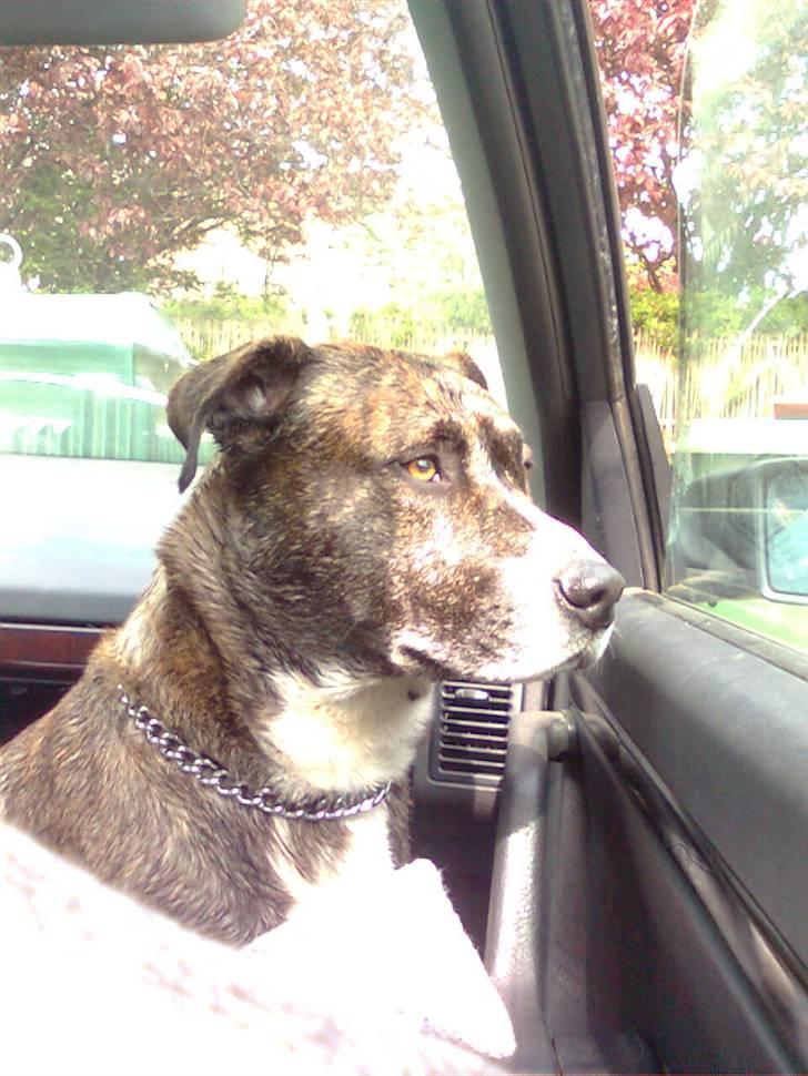 Blanding af racer Charlie R.I.P billede 3